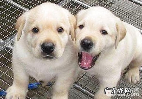 狗狗寄养时咬到人谁承担