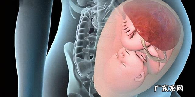 受孕几天分娩-袋鼠受孕多少天后分娩