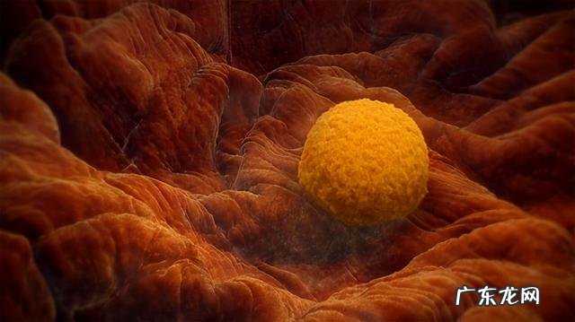 受孕几天分娩-袋鼠受孕多少天后分娩