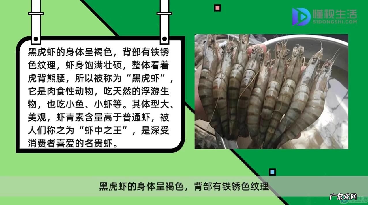 黑虎虾为什么那么便宜? 黑虎虾是淡水虾还是海水虾