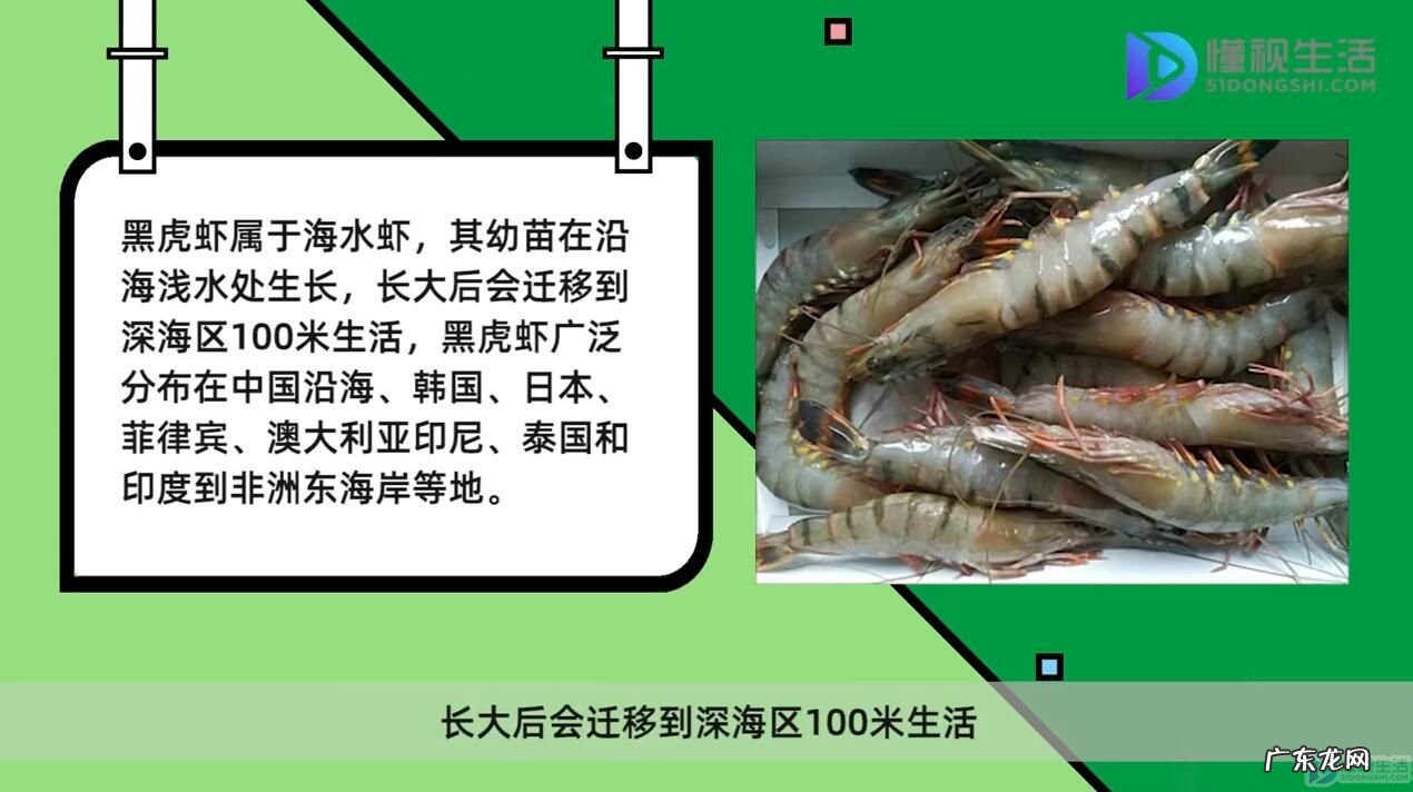 黑虎虾为什么那么便宜? 黑虎虾是淡水虾还是海水虾