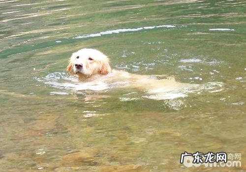 小狗游水相关的事宜