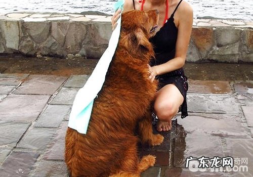 小狗游水相关的事宜