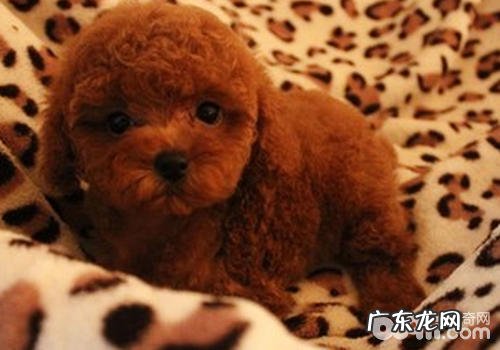 怎样为幼狗营造身心健康的心理状态