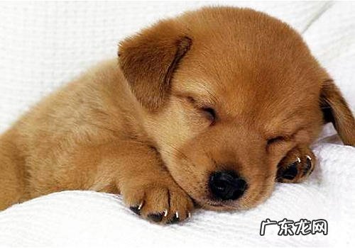 怎样为幼狗营造身心健康的心理状态