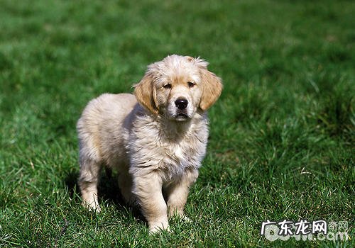 领养狗狗要谨慎,不必随便退回