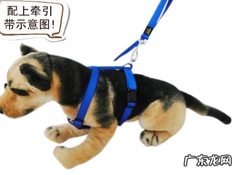 小狗道路交通事故纠纷案件如何处理