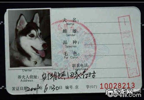 小狗道路交通事故纠纷案件如何处理