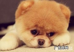 怎样照料患角膜炎的小狗