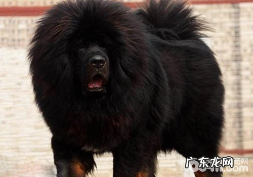 藏獒会吃人肉吗