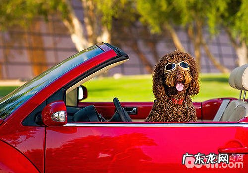 小狗搭车必须留意什么潜在性威协