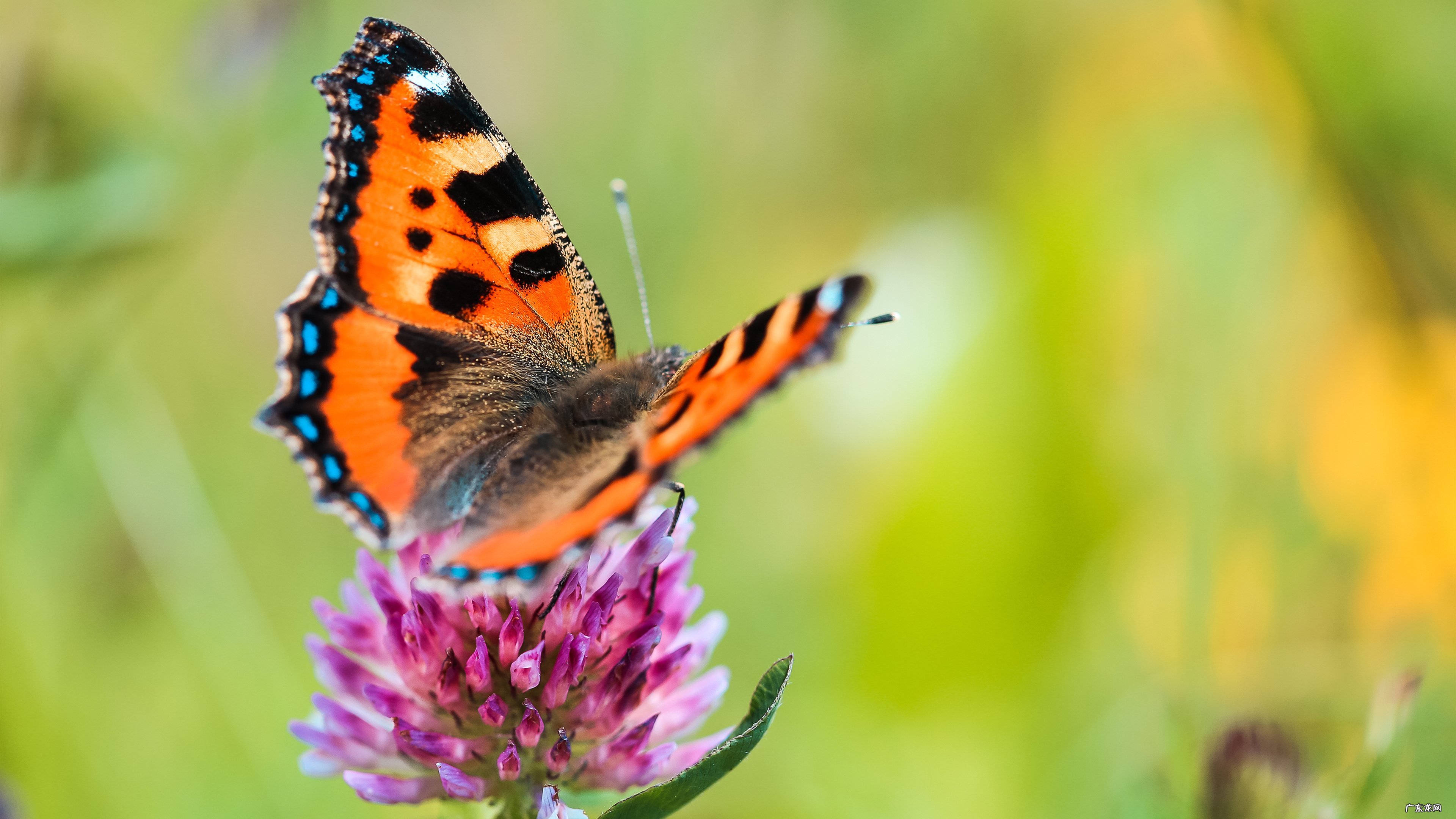 速联sx和禧玛诺xt 速联sx和禧玛诺slx?