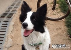 遛猫遛狗时必须注意什么？