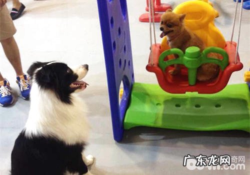 遛猫遛狗时必须注意什么?