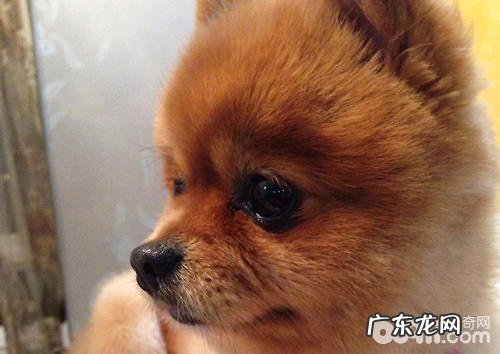 狗狗不吃东西如何解决