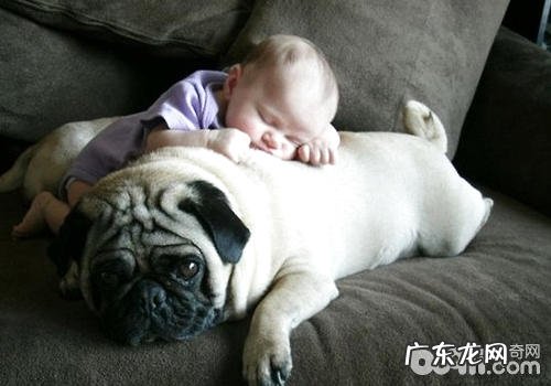 要让小孩与小狗创建恰当的级别关联