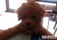 小宠物营养保健品成份中的Ω3、Ω6、DHA、EPA指的是什么