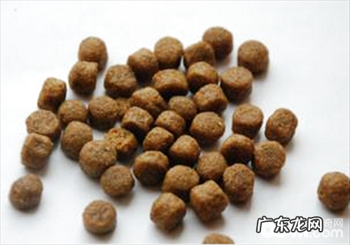 犬粮的类型区划及特性剖析