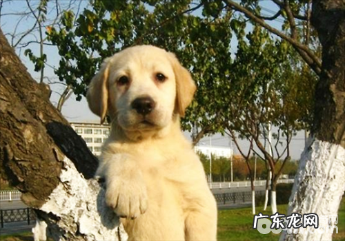 犬粮的类型区划及特性剖析