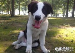 小宠物中医针灸确实适用小狗吗？