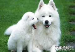 喂养小狗能减少心脏疾病病发概率