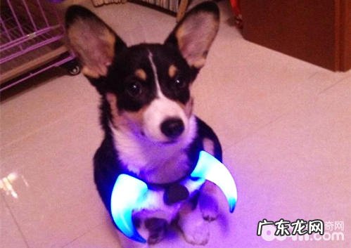 小狗腹泻的原因有什么