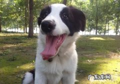 小狗体内驱虫需慎重