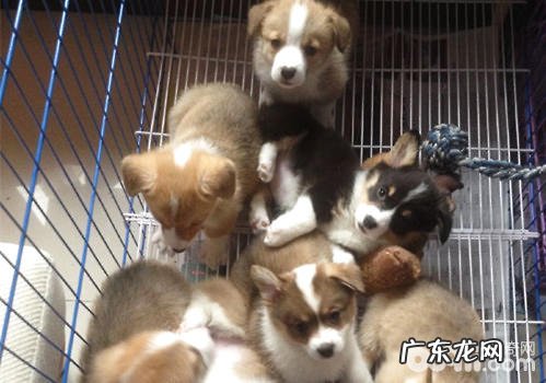 喂养幼狗必须留意什么