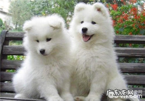 小狗感受重的根本原因之解决方案