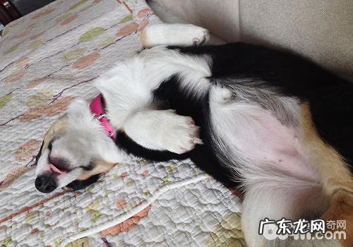 新春佳节之后怎样协助小狗减肥瘦身