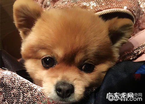 如何正确训练小狗衔物