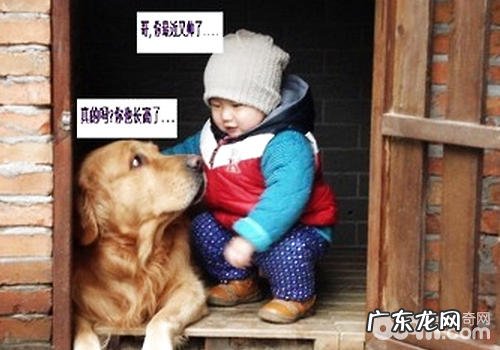 合适小孩喂养的小狗有什么