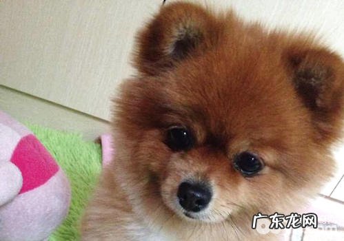 为何要按时给小狗开展体内外驱虫