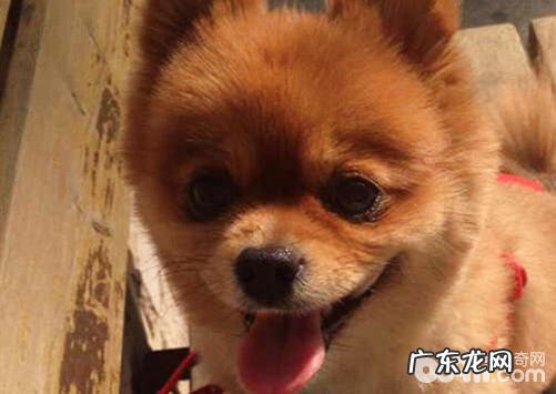 春季狗狗掉毛该怎么办