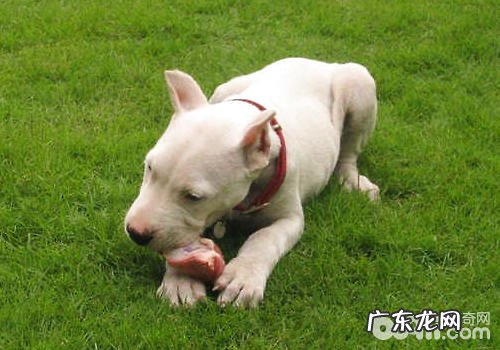 小狗服用生牛肉、羊肉、鱼类等的优优势与劣势