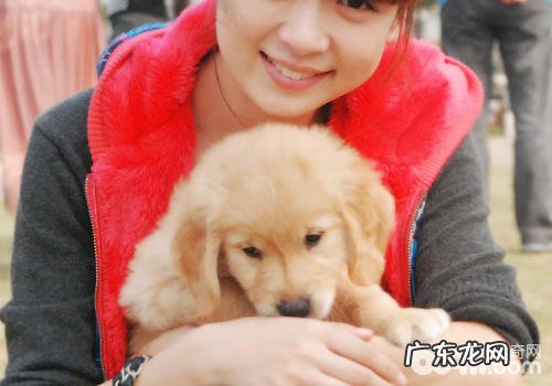 怎样照料被虐小狗