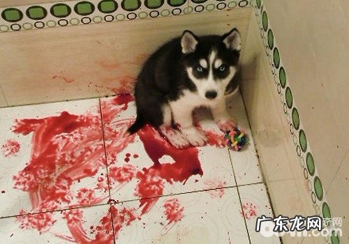 怎样照料被虐小狗