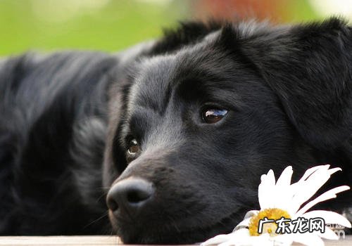 怎样照料被虐小狗