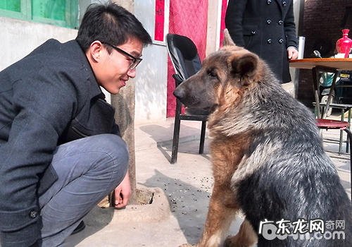 如何恰当地与小狗对望