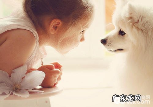 如何恰当地与小狗对望