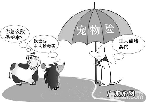 小宠物保险有哪些