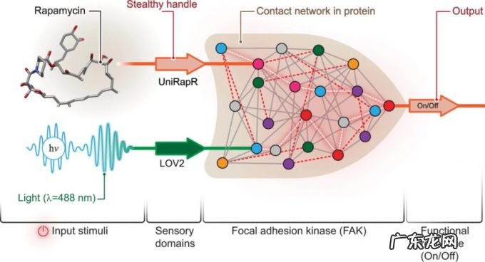 里程碑!蛋白质电路实现精准控制,为纳米计算机奠定基础