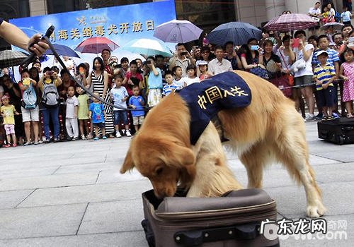 狗狗的鼻子有多少主要用途