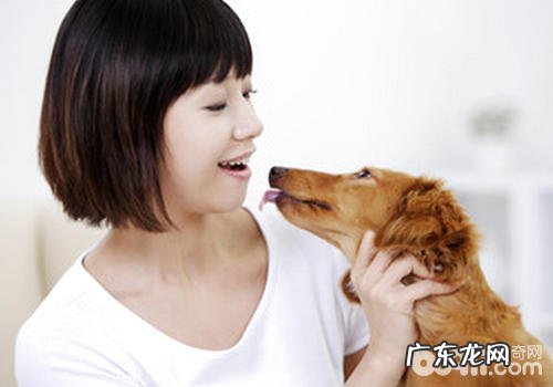 人狗多触碰有哪些实际效果