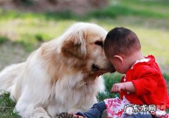 人狗多触碰有哪些实际效果