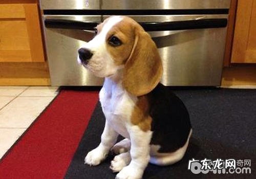 为何常选比熊犬做为试验用犬