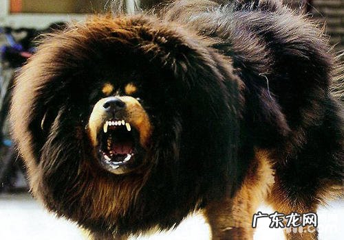 藏獒和高加索犬谁更胜一筹