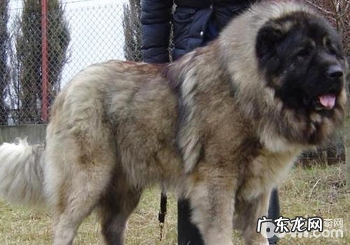 藏獒和高加索犬谁更胜一筹