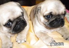 巴哥犬有什么优势