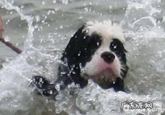 小狗落水后的紧急措施